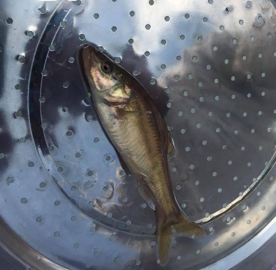 贵安新区村民疑似发现国家二级保护动物金线鲃!