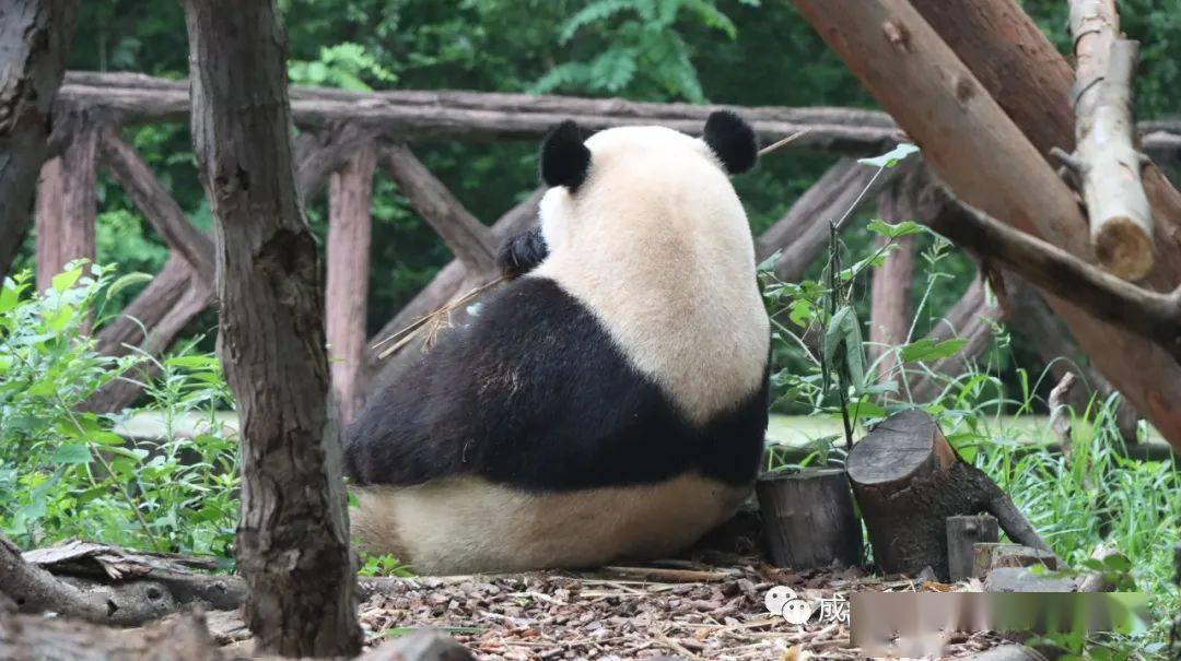 熊猫观察,谁才是最靓的仔!