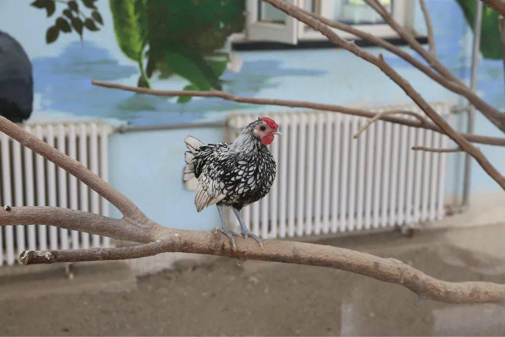 展会更加热闹,今年又新引进了两种难得一见的鸡,分别是波澜鸡和狮头鸡