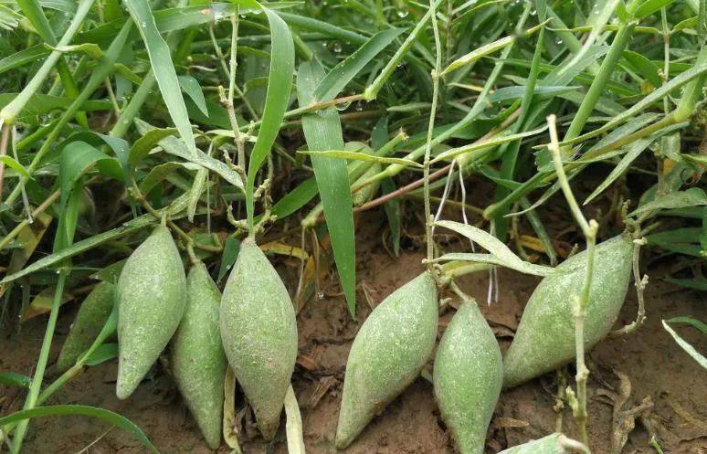 这种野果长得特别像梭子我们俗称它"奶瓜瓜"别小看它的样子貌不惊人