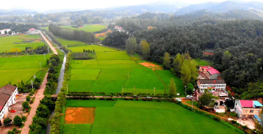 稻香十里,田园如画!"美丽乡村谷城行"第三站走进凤凰村