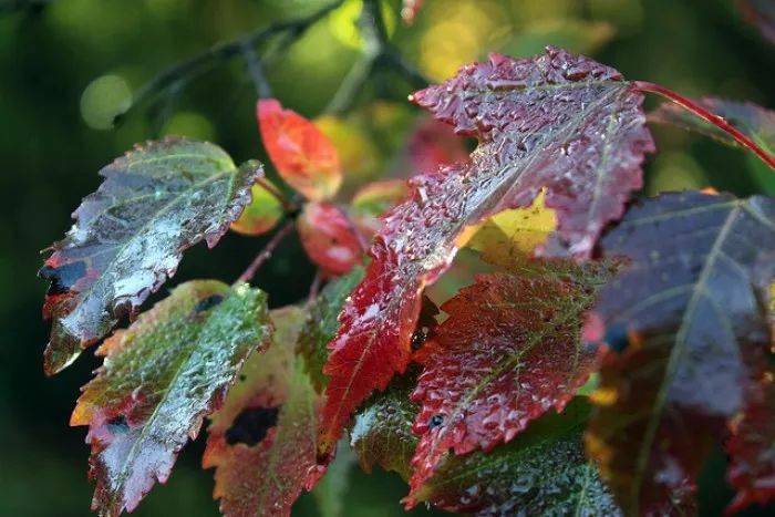 深山夕照深秋雨.