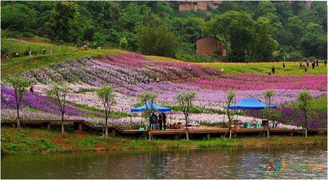 泸州历史文化之旅(四):花田酒地_景区