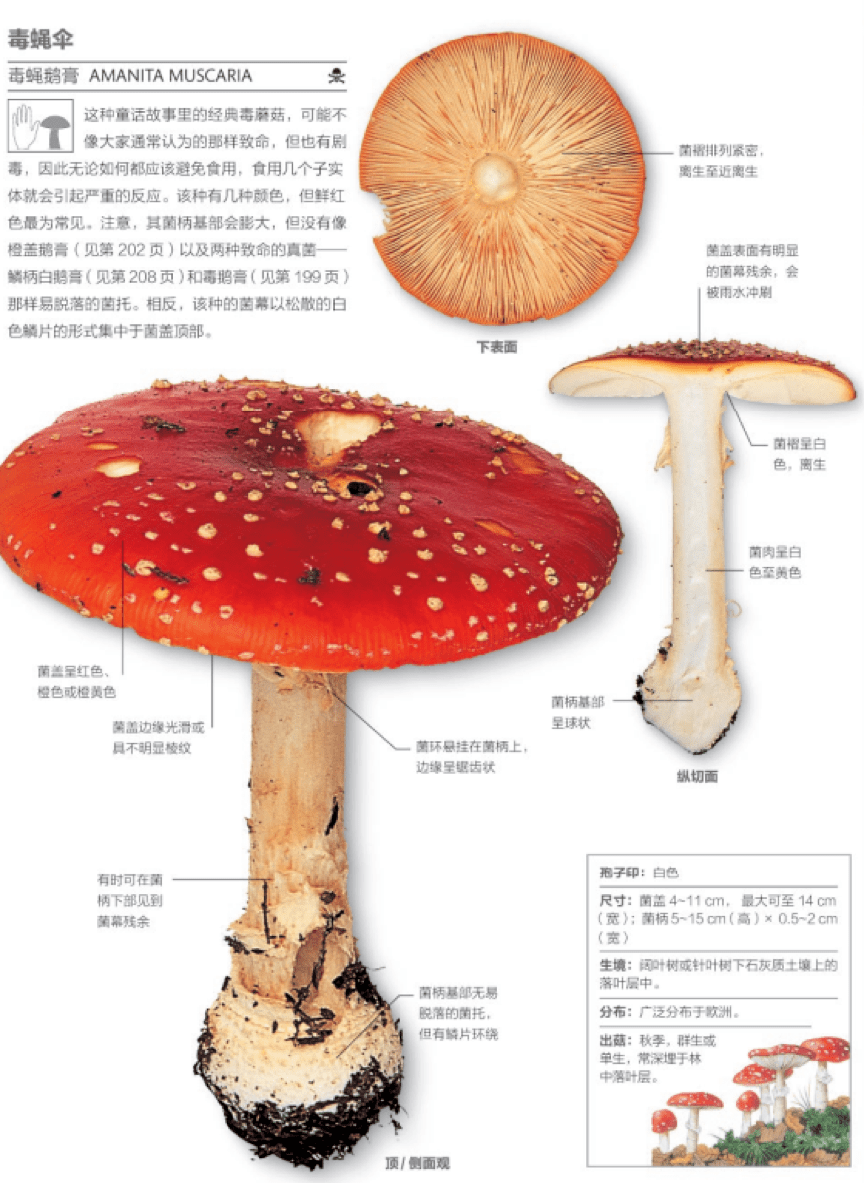 不要把任何一种蘑菇轻易丢进嘴里