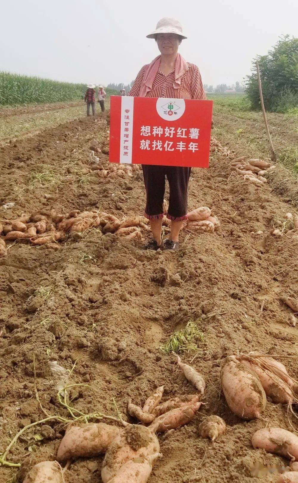 效果反馈亿丰年11红薯专用套餐肥测产调查结果山东郓城