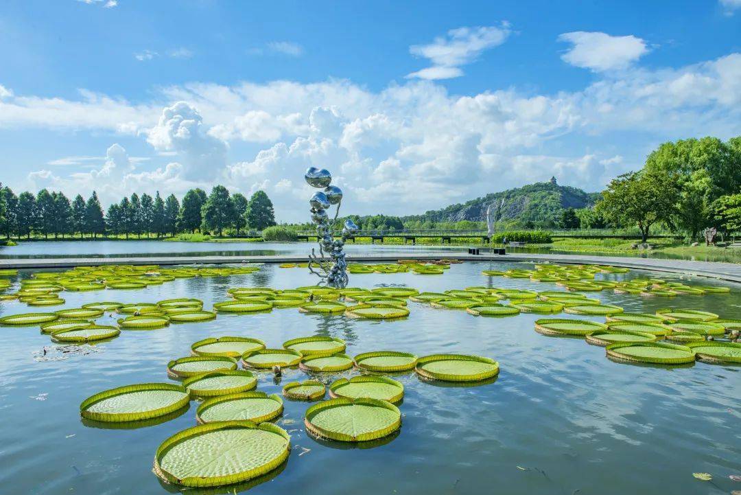 辰山植物园水生植物园图片