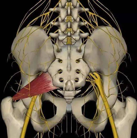 梨状肌综合征一些坐办公室的文职人员,由于长期的坐着工作,自己的腰椎