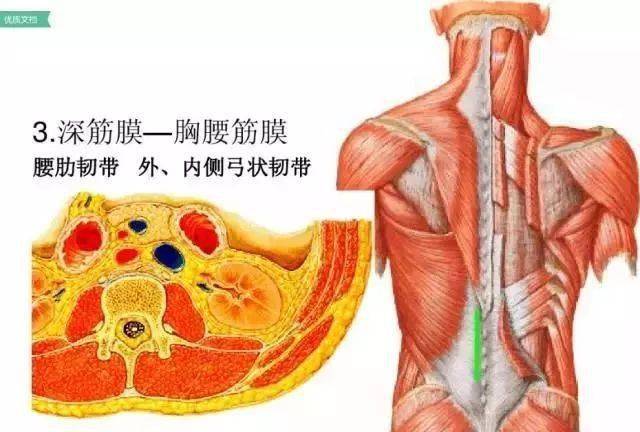 腰部的层次图解