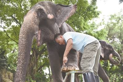深圳野生动物园饲养员给大象修脚美甲