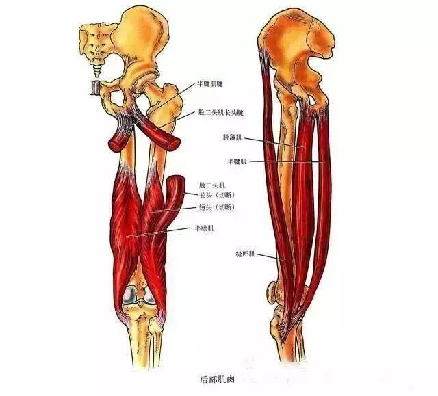 膝關節解剖-膝關節的四面觀_韌帶