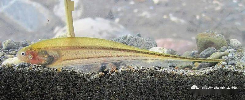 每天认识一种南美鱼84玻璃飞刀