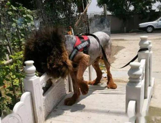 主人怕藏獒夏天热,亲自动手给它剃毛,剃完后狗主人懵主了!