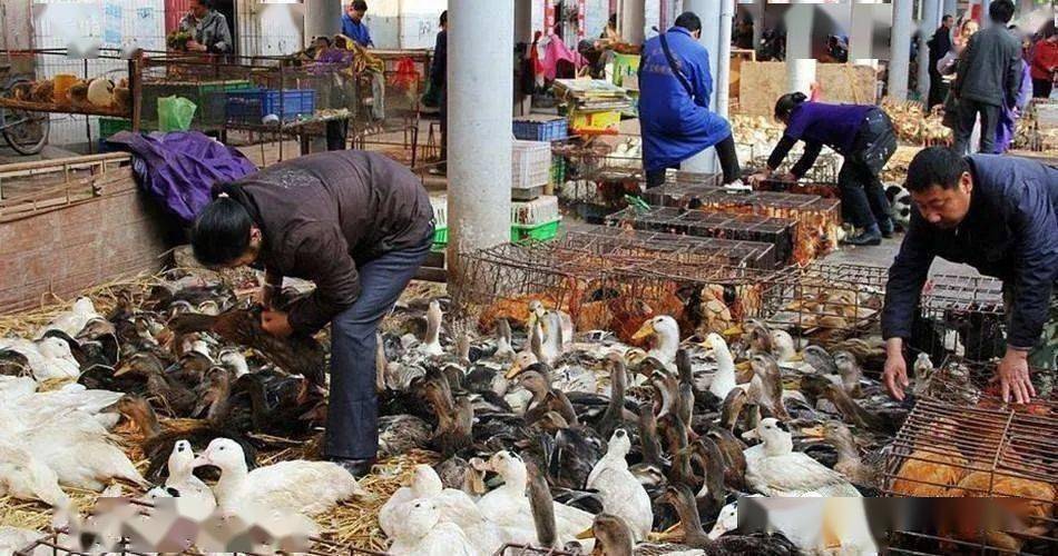 同时,全面禁止活禽交易,实行集中定点屠宰,未依法取得畜禽定点屠宰