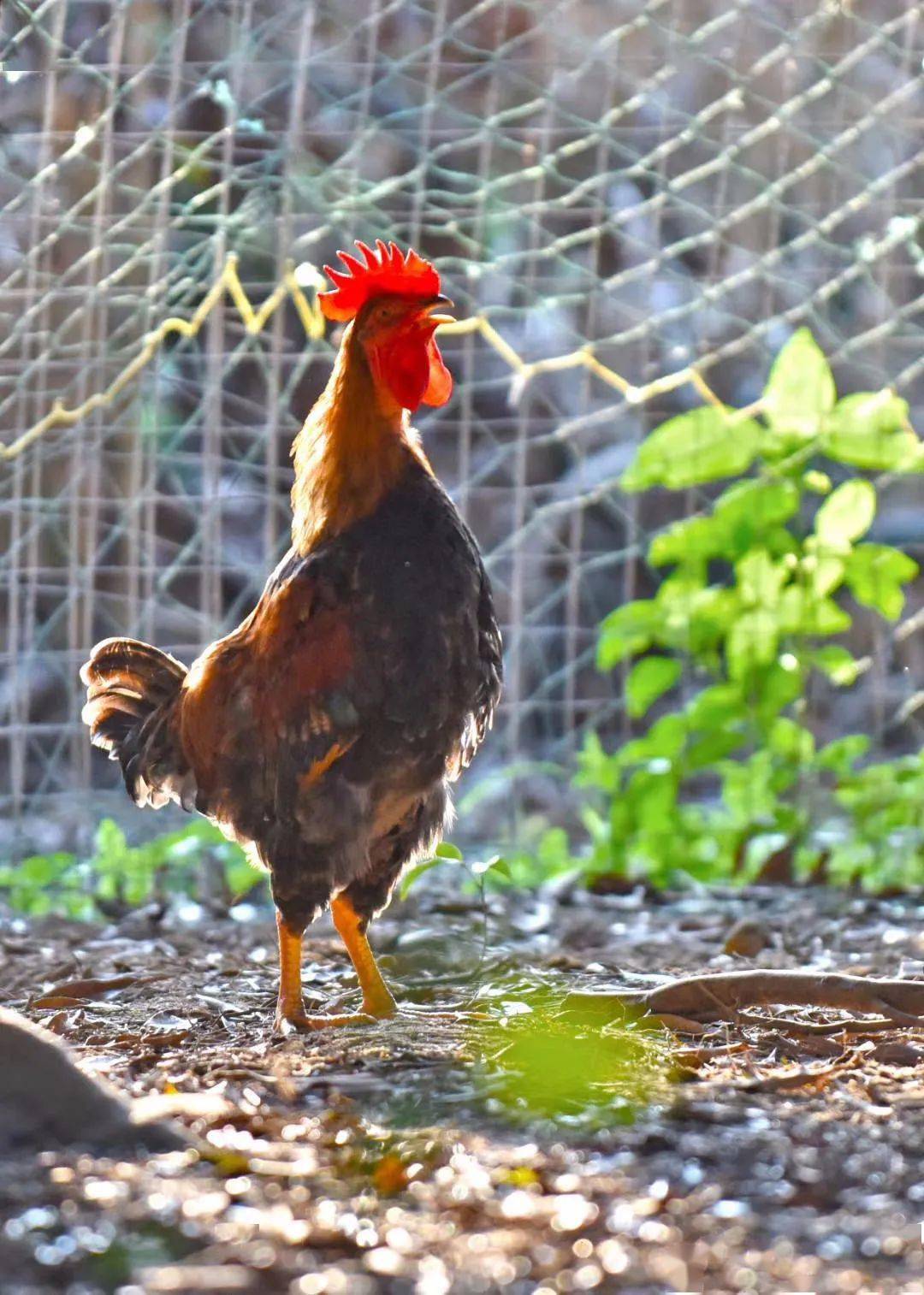 美味澄海在澄海的清远麻鸡