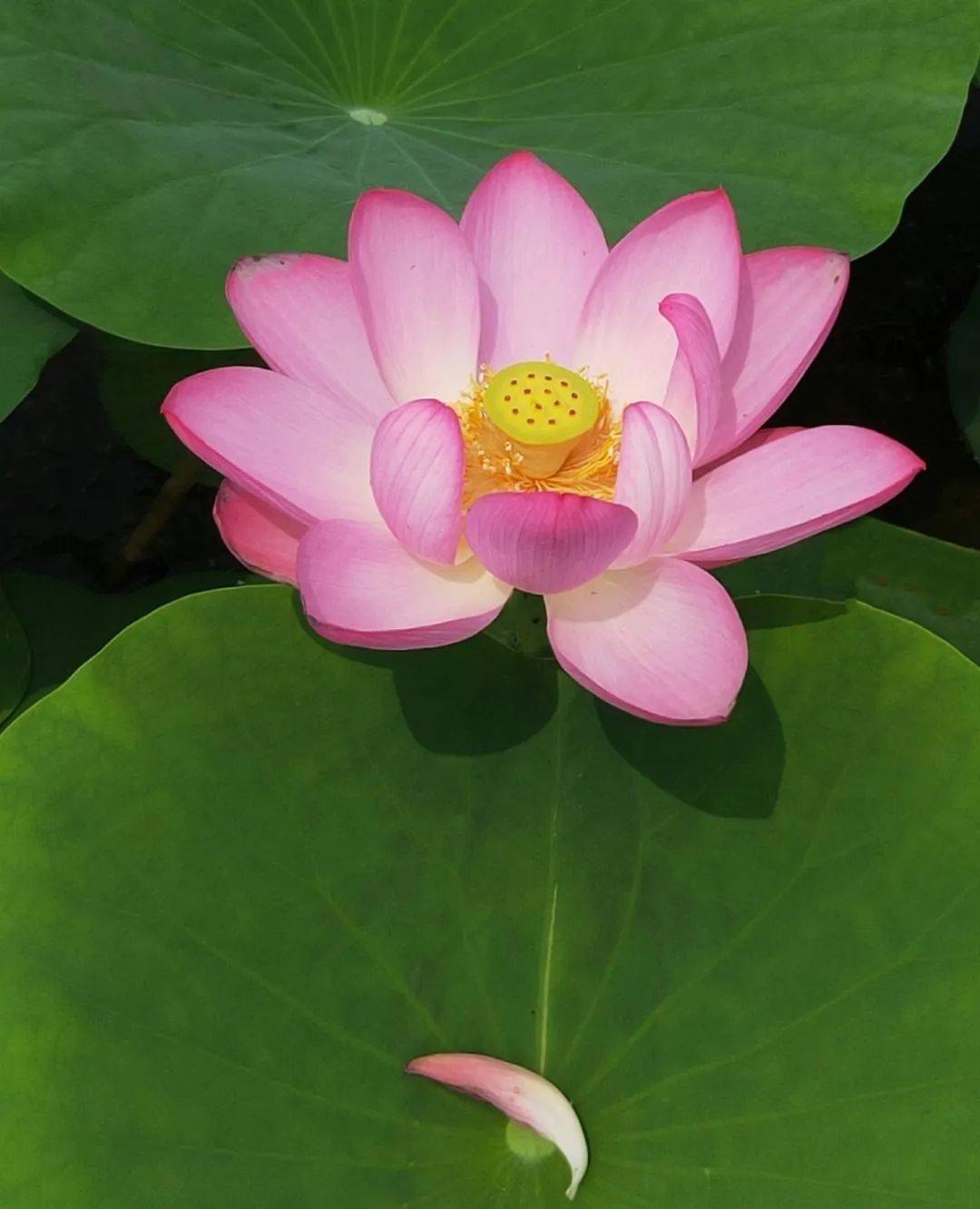 《为荷而来》组图 无风《夕阳时分》 赵贵春《夏荷》 倪海平《羞答答