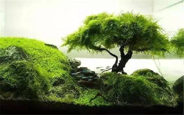 莫斯帮你造颗树