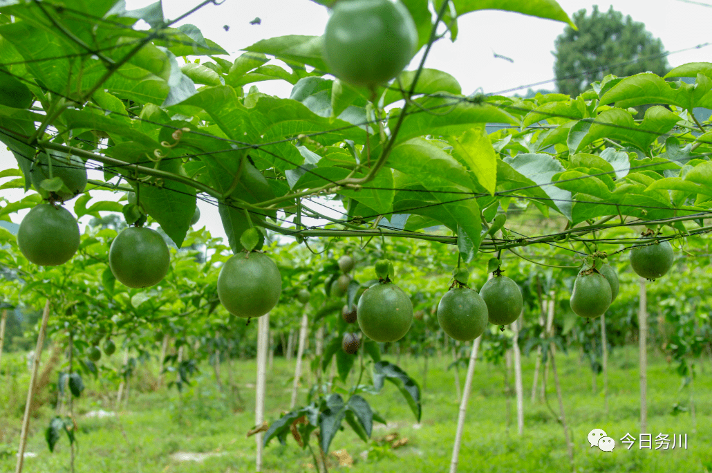产业做大做好,张金明还申请成立了务川自治县百香园生态农业有限公司