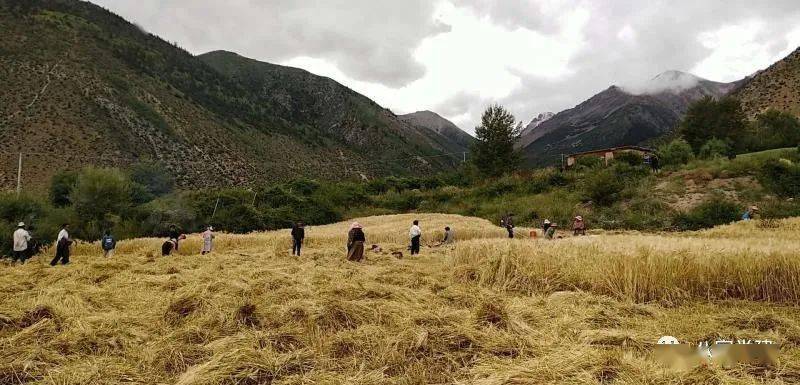 【强基惠民】八宿县吉达乡拉然村开展党员志愿服务活动