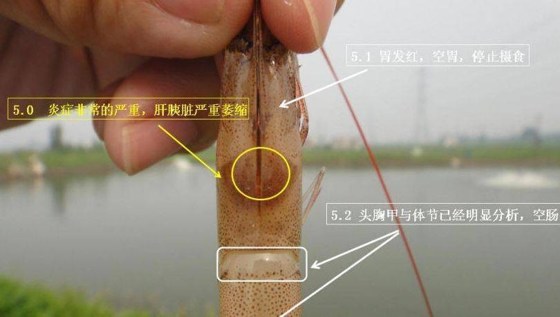 南美白对虾空肠空胃让无数养殖户诚惶诚恐,你也在为这事闹心吗?