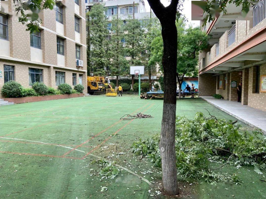 立美播报剪树木除隐患保安全南京市石鼓路小学开展假期安全隐患排查及
