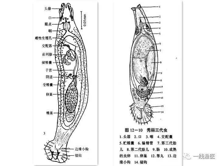 关注鳜鱼采食情况:采食慢,闭口,收肚,鳃丝肿涨时应做检测/特别是1-5