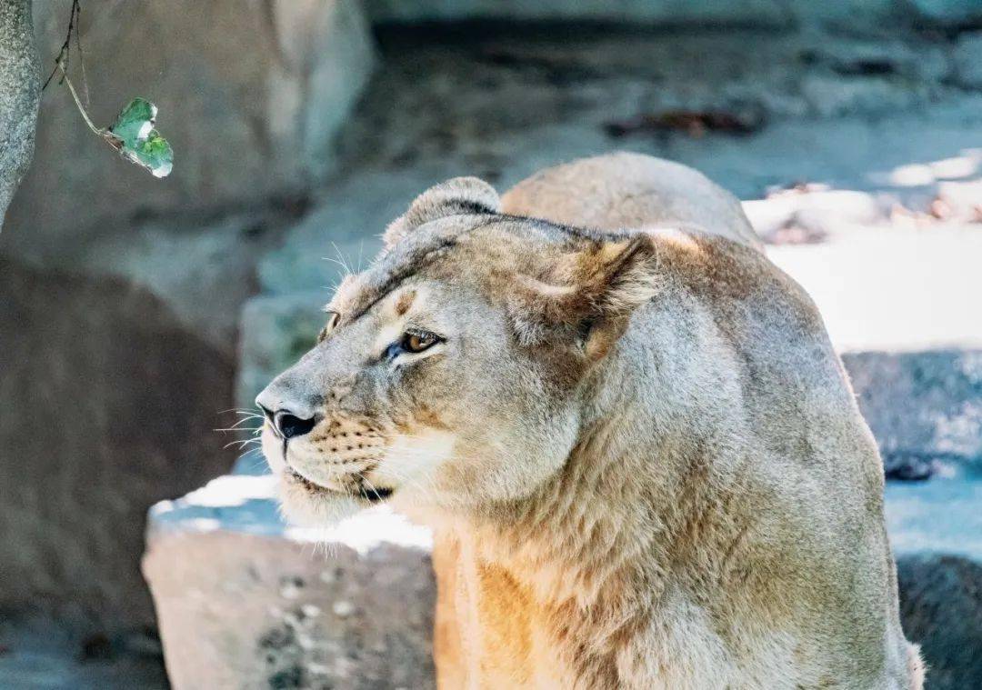 上海動物園獅虎山霸主歸來獅王辛巴雄風依舊