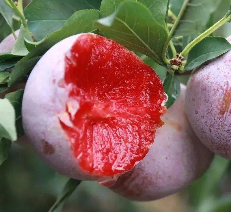 酸甜解腻肉厚核小这颗来自福建的芙蓉李才是李子该有的味道