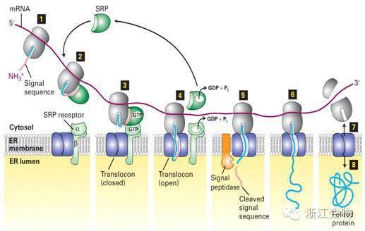 核糖体合成的蛋白质都分别去向哪里?如何运输?