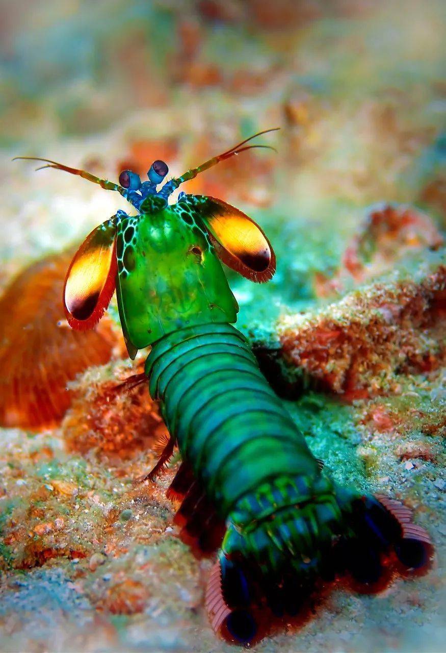 雀尾螳螂虾漂亮凶悍的海洋拳王得用防弹玻璃水缸养它