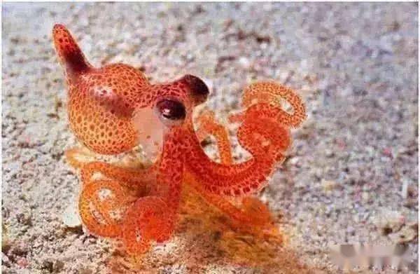 世界上最小的海洋生物图片