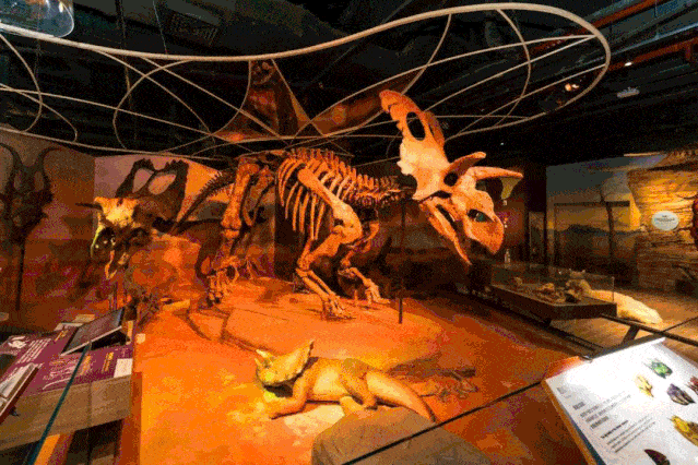 6f的自然科学博物馆,最近还改造成夜光博物馆,在原有的绘画上加了夜光