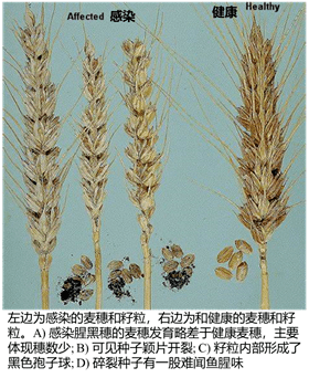 别让"鱼腥味"小麦,瘪了农民钱袋子_病菌