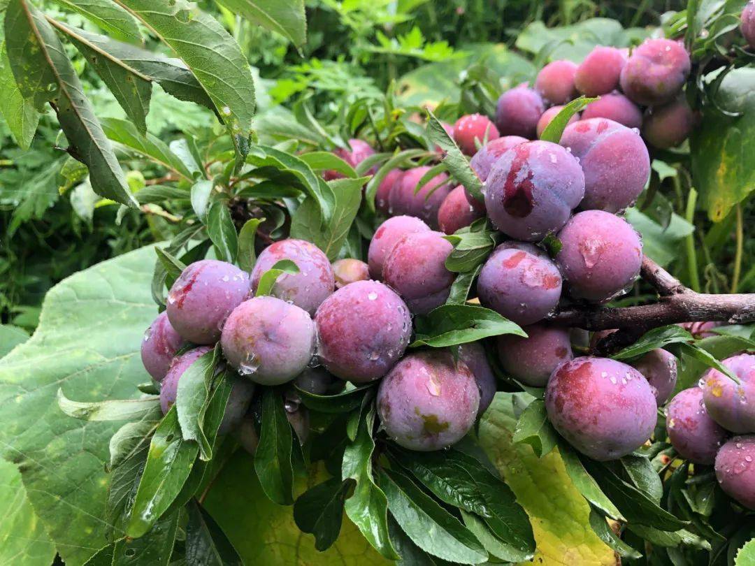 助农四川脆红李香脆酥甜不腻肉质脆爽吃过的人都说太好吃了