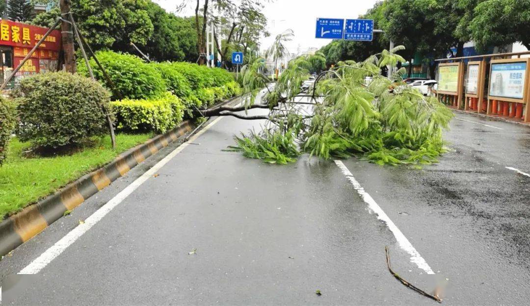 道路受阻,路面积水等情况南区多处出现树木倒伏受台风"海高斯"影响