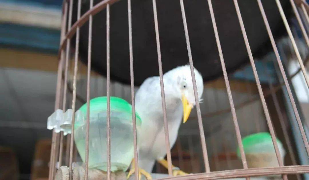 鸟友汇白化八哥鉴赏