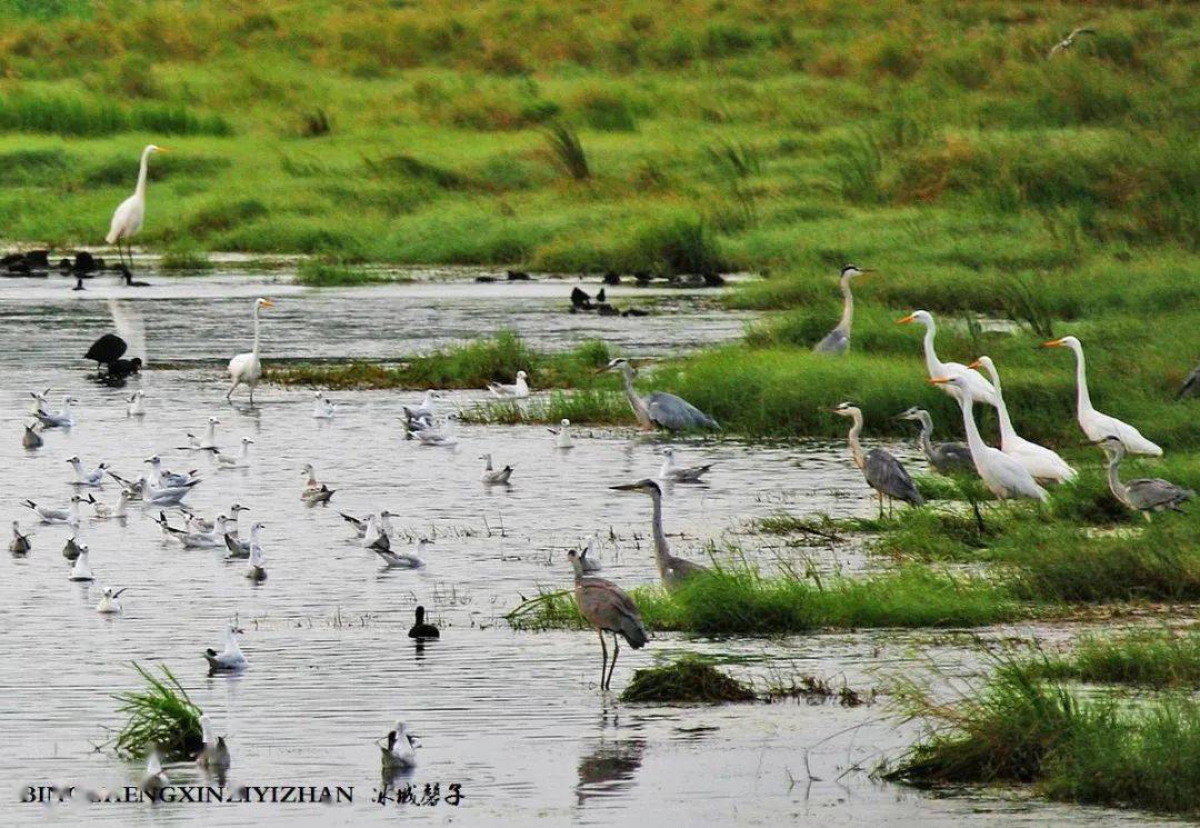 这个夏天行走在丰美的三江平原大湿地