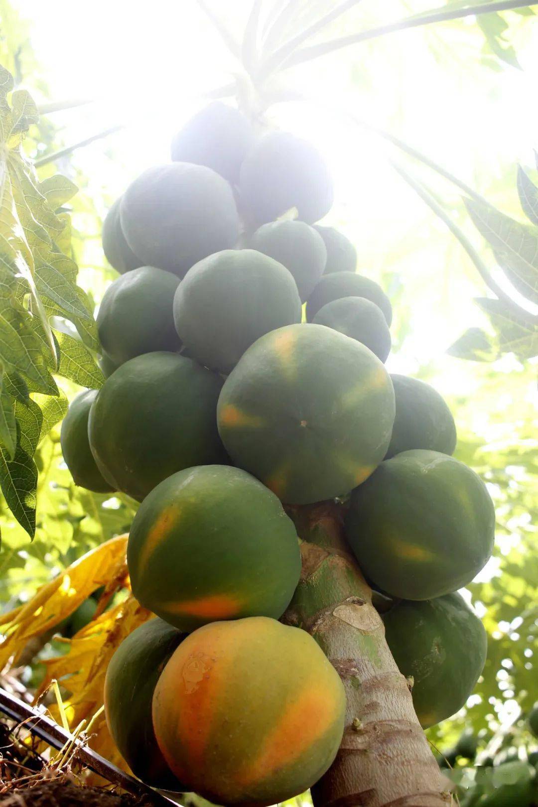 南国丝都水果木瓜熟了