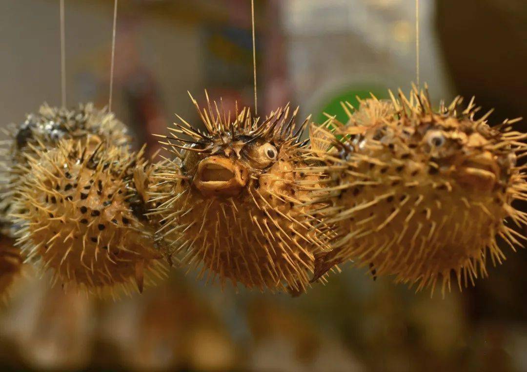 没事别惹带刺的鱼