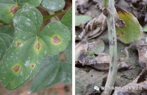 【与农预警】麻山药炭疽疫病红色预警_手机搜狐网