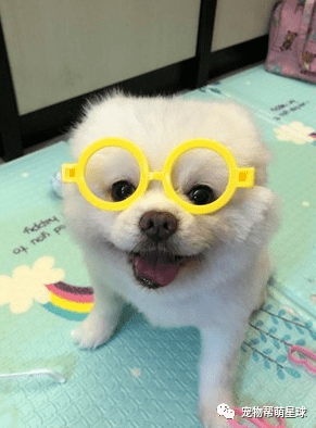 博美陪小主人玩过家家,一脸乖巧可爱:请问,伦家可以下班了吗?