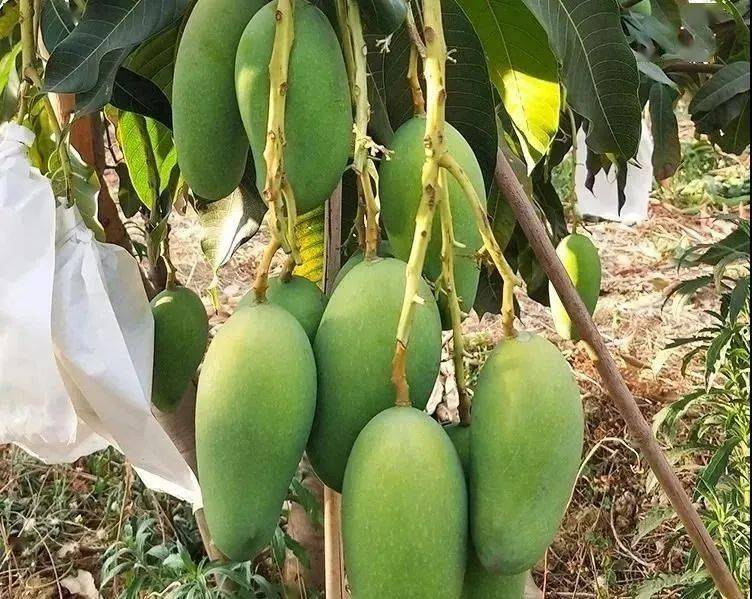 攀枝花芒果品种大全 告诉你不同芒果的特点!_种植