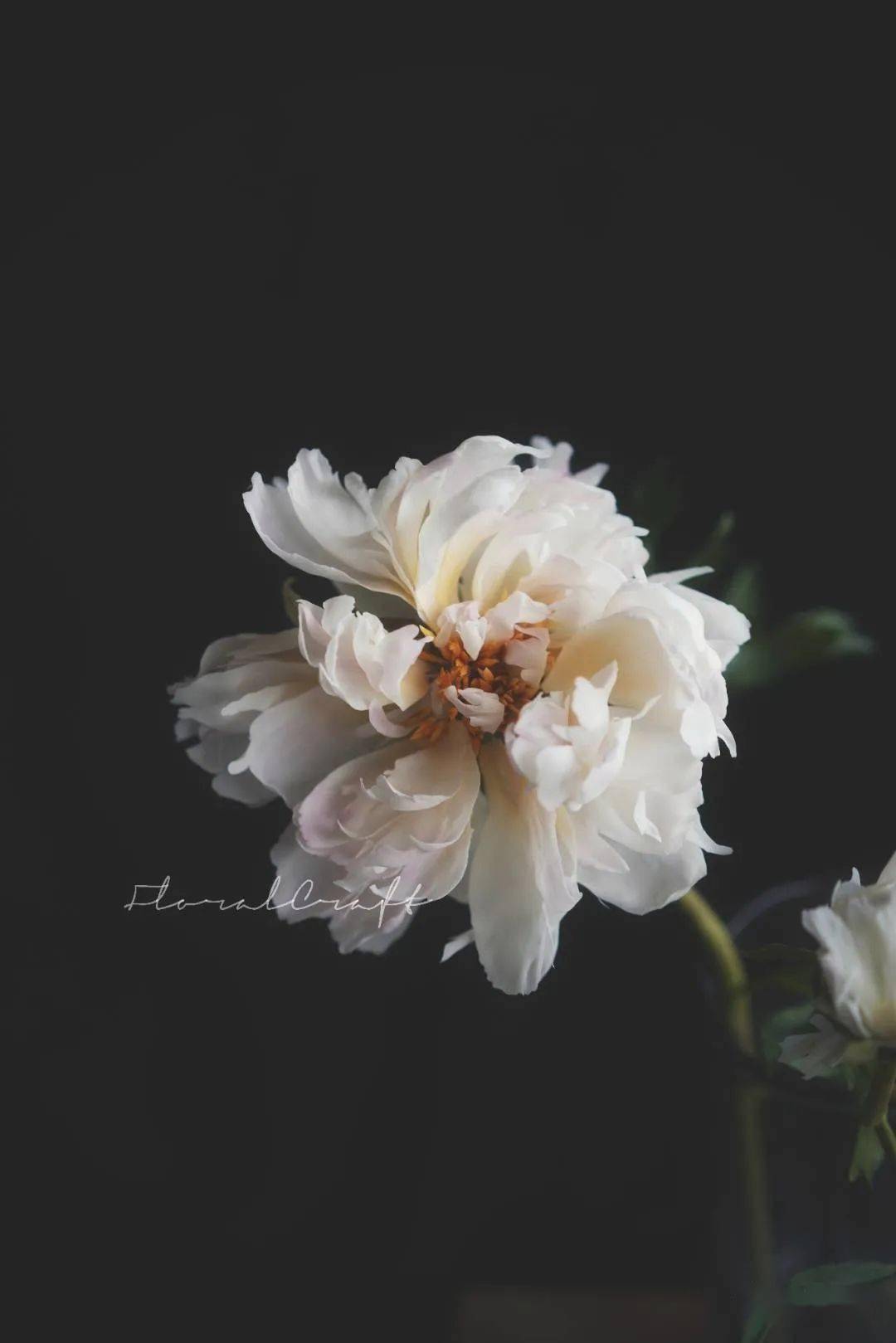 cureflora
