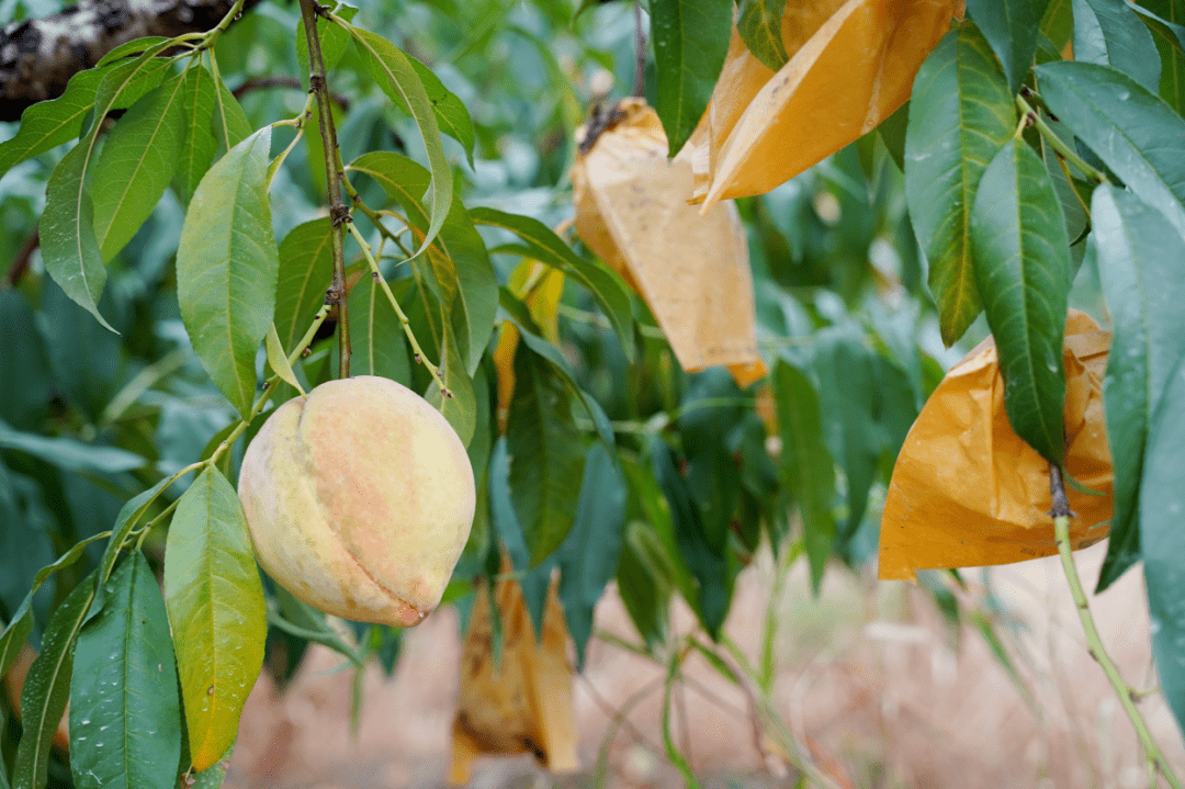 在重固你也能尝到秋季水果市场上的佳品锦绣黄桃附视频