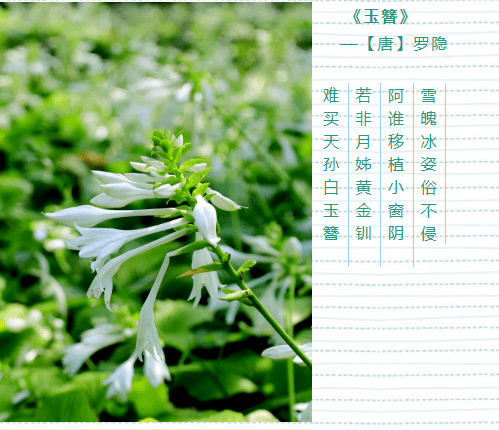 纯白如雪的玉簪花在袅袅绿云般叶丛的映衬下,显得更加清新脱俗,雅致动