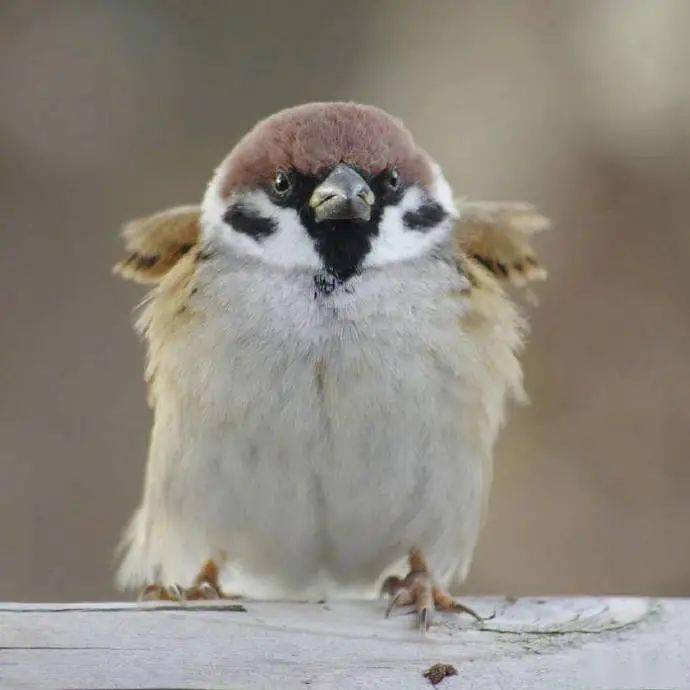 穿着芭蕾舞裙裙的小肥啾