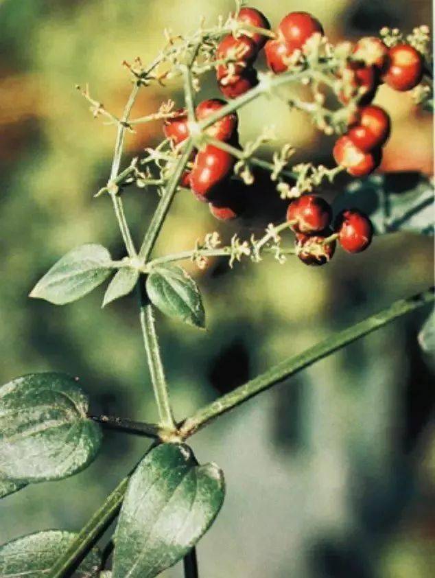 图片茜草,茜根,红茜草,茜草根,倩染,绯草,牛蔓,小活血别名本品为茜草