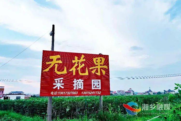 在东郊乡新村村无花果采摘园里,绿油油的无花果树排列整齐,长势喜人.