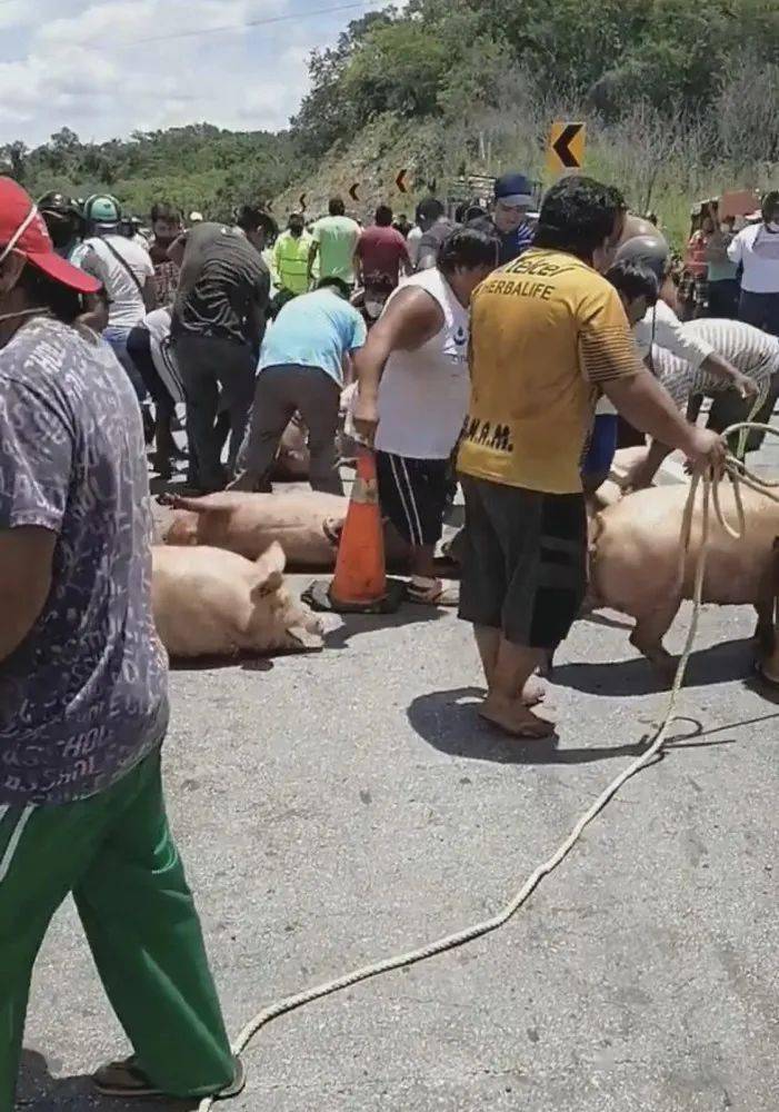 热点震惊120头活猪被硬抢