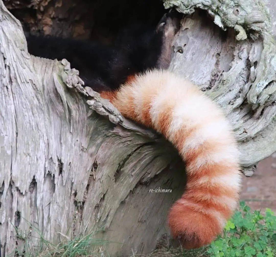 一位专门饭拍小熊猫的妹纸她镜头下的小熊猫太好吸了