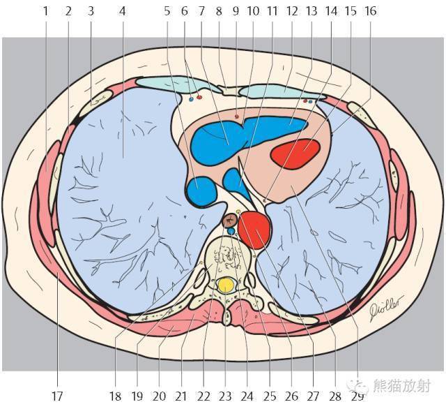 解剖胸部丨胸部ct断层解剖图